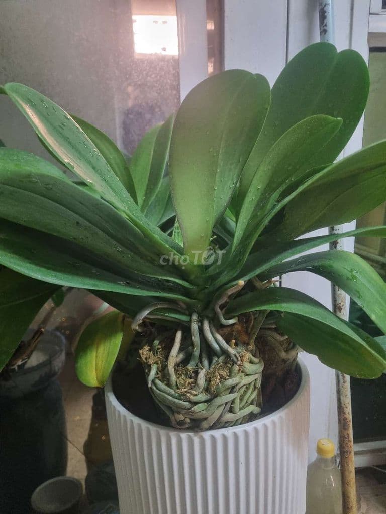Bán đất phố pháo đài Láng 55m2 giá 14ty - Ảnh 2