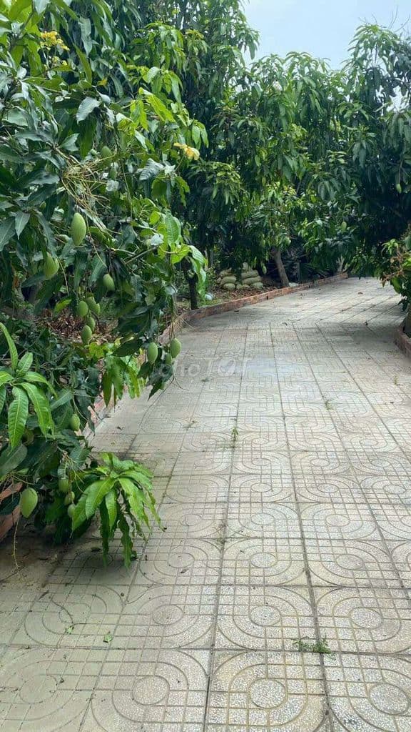 Bán nhà vườn 1200m2 mặt tiền kênh c20 ( Rạch Cây Xanh ) - Ảnh 2