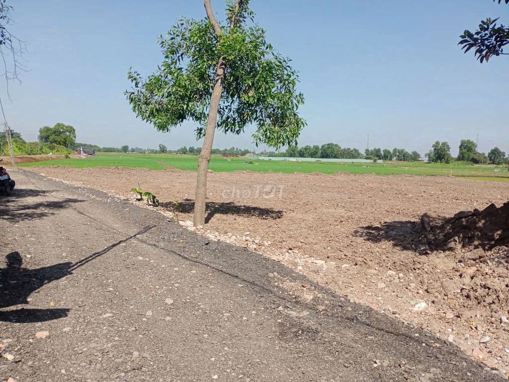 đất vườn sổ riêng 10x50m đất trồng cây đường xe tải, Thới tam thôn - Ảnh 2