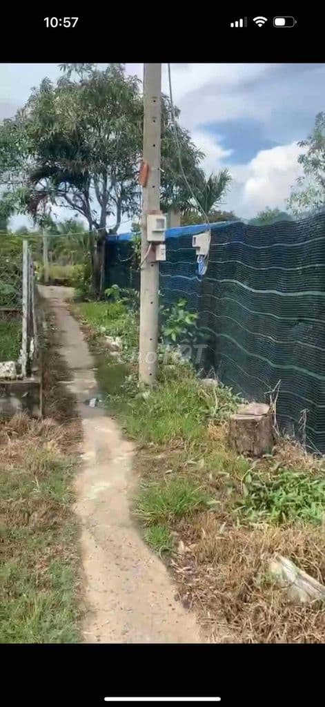 Chính Chủ bán 546m2 Thổ Cư Bình Chánh , DT 15x39 , SHR , XD Tự Do - Ảnh 3