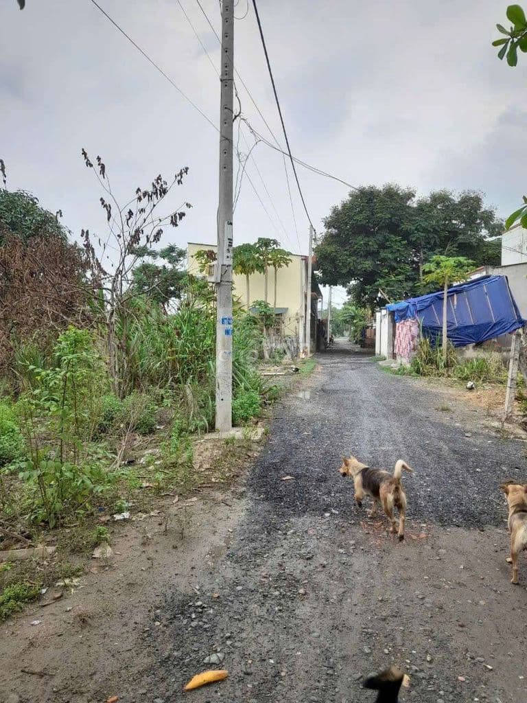 cần tiền bán gấp - Ảnh 2