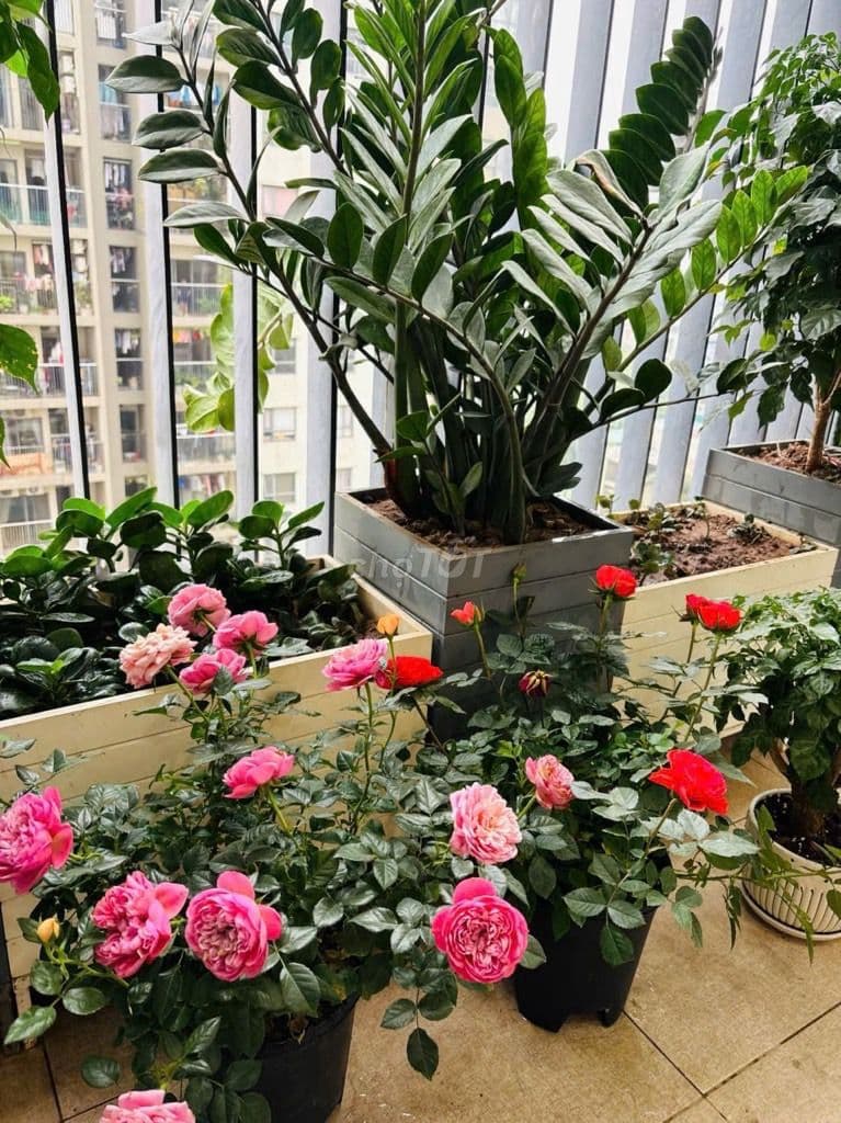 BÁN CĂN HỘ 3PN, DT 96M2, CHUNG CƯ BÁO NHÂN DÂN, ĐƯỜNG TRỊNH VĂN BÔ - Ảnh 3