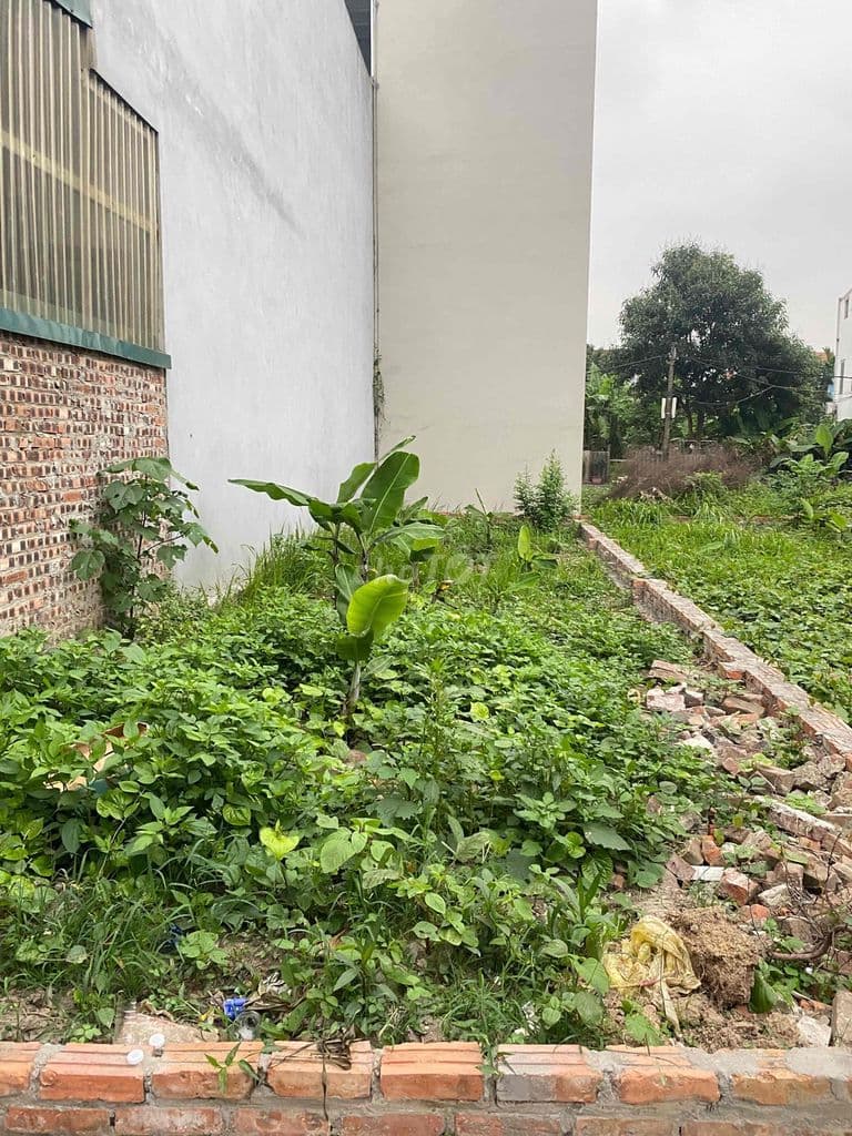 Đất Mai Lâm Đông Anh - Ảnh 3