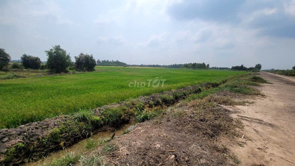 Chính chủ bán nhanh lô đất đất mặt tiền khênh 8. Vinhome Hóc Môn - Ảnh 3