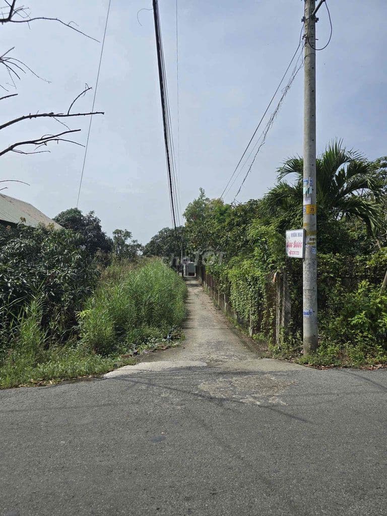 Bán 1000m2 đất trồng cây lâu năm, Xã Hưng Long, Bình Chánh, HCM - Ảnh 2