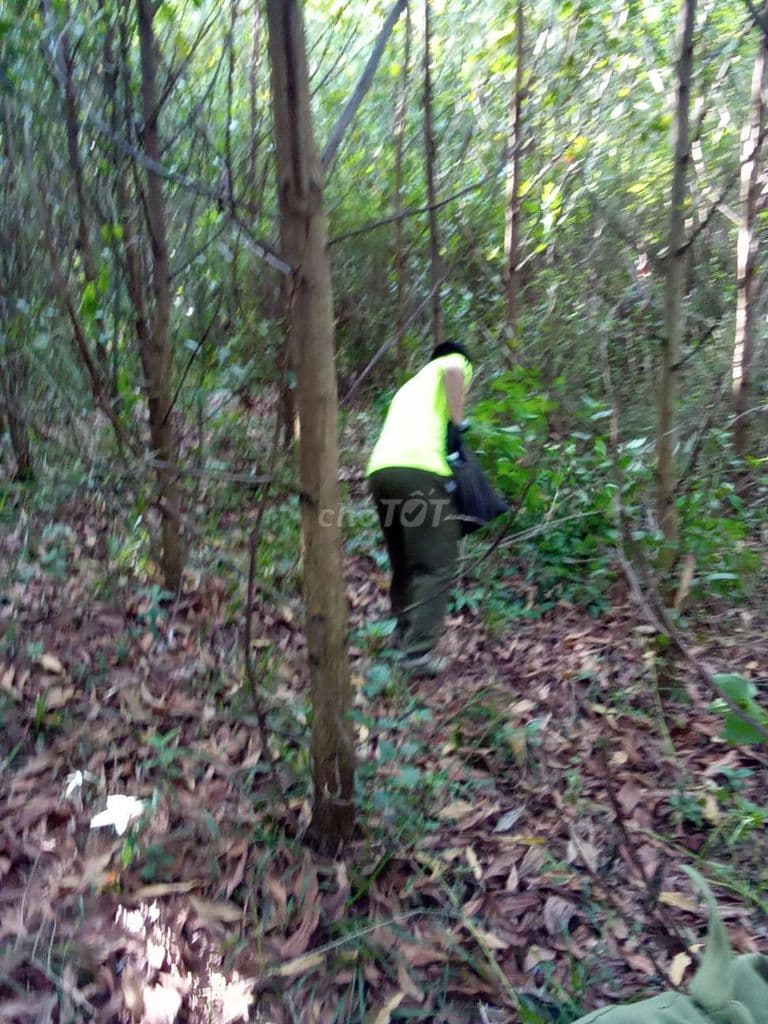 giá đình muốn bán đất rừng full sổ - Ảnh 2