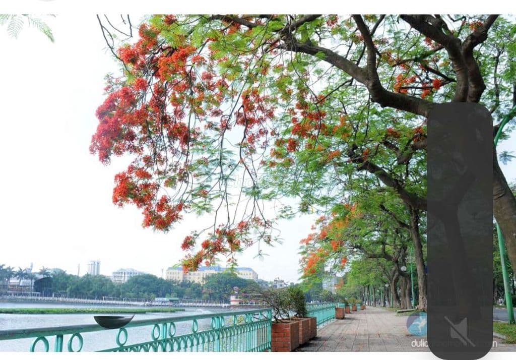 Mặt phố Tây Hồ Trịnh Công Sơn 120 mét 4 tâng mặt tiền 6 mét chỉ 85tỷ - Ảnh 2