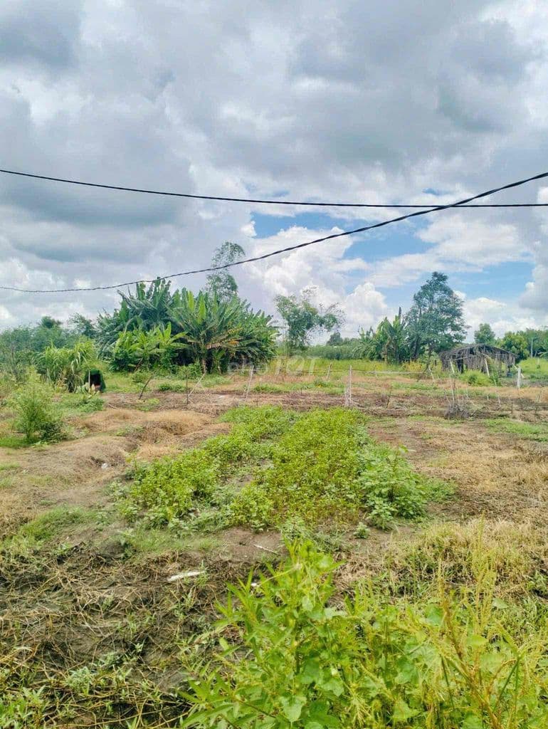 Cần bán đất 9500m2 Hưng Long giá bèo 2tr/m2 - Ảnh 3