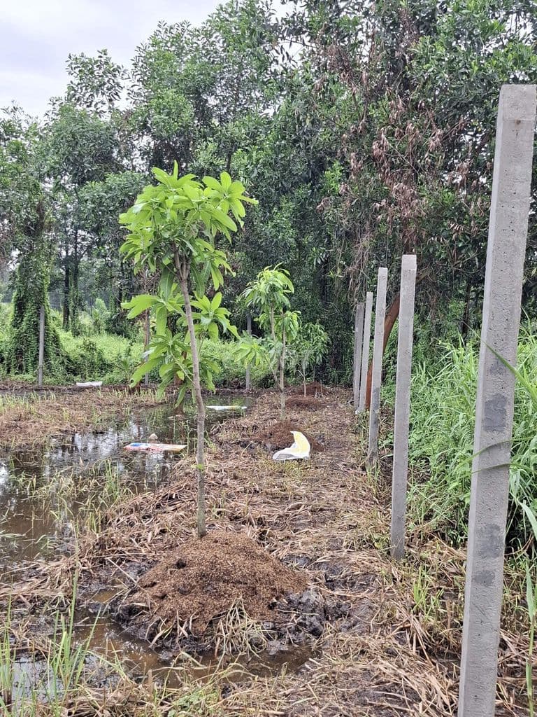 Bán đất xã Lê Minh Xuân, Bình Chánh gần đường Vành đai 3,