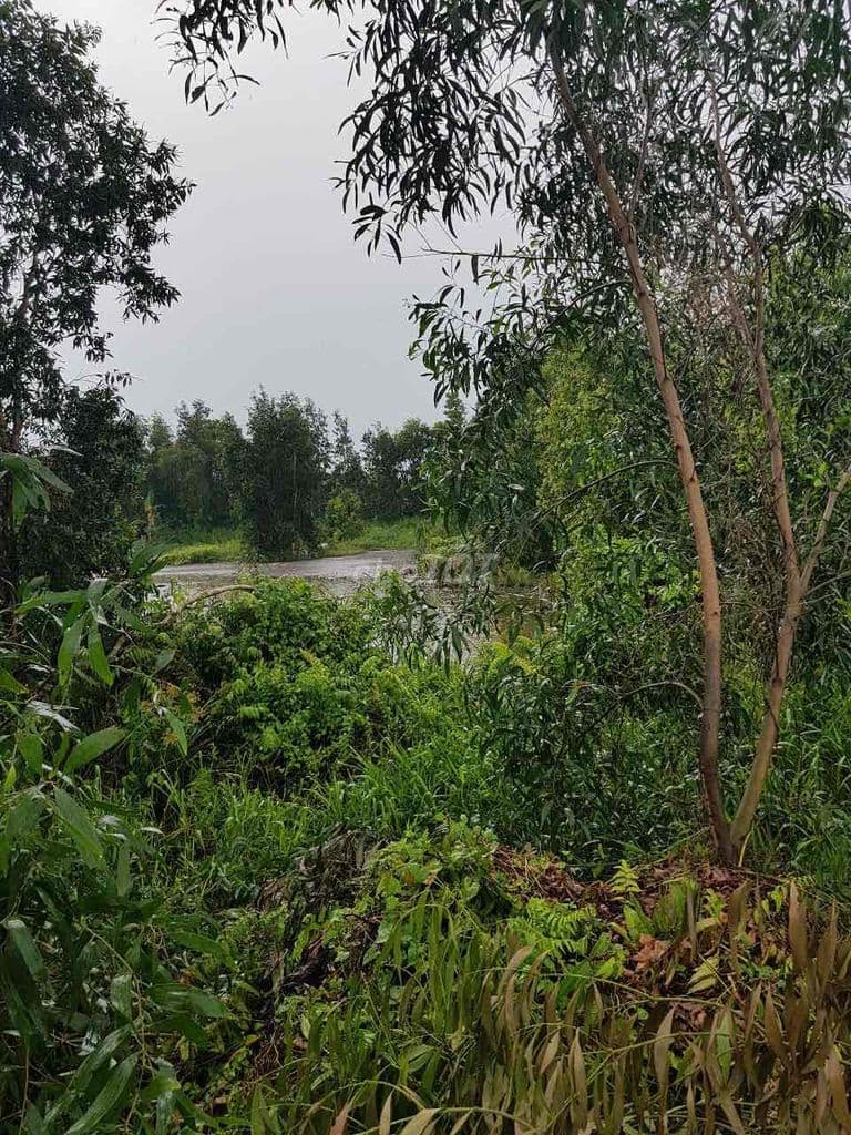 CẦN BÁN ĐẤT BÌNH CHÁNH - Ảnh 2