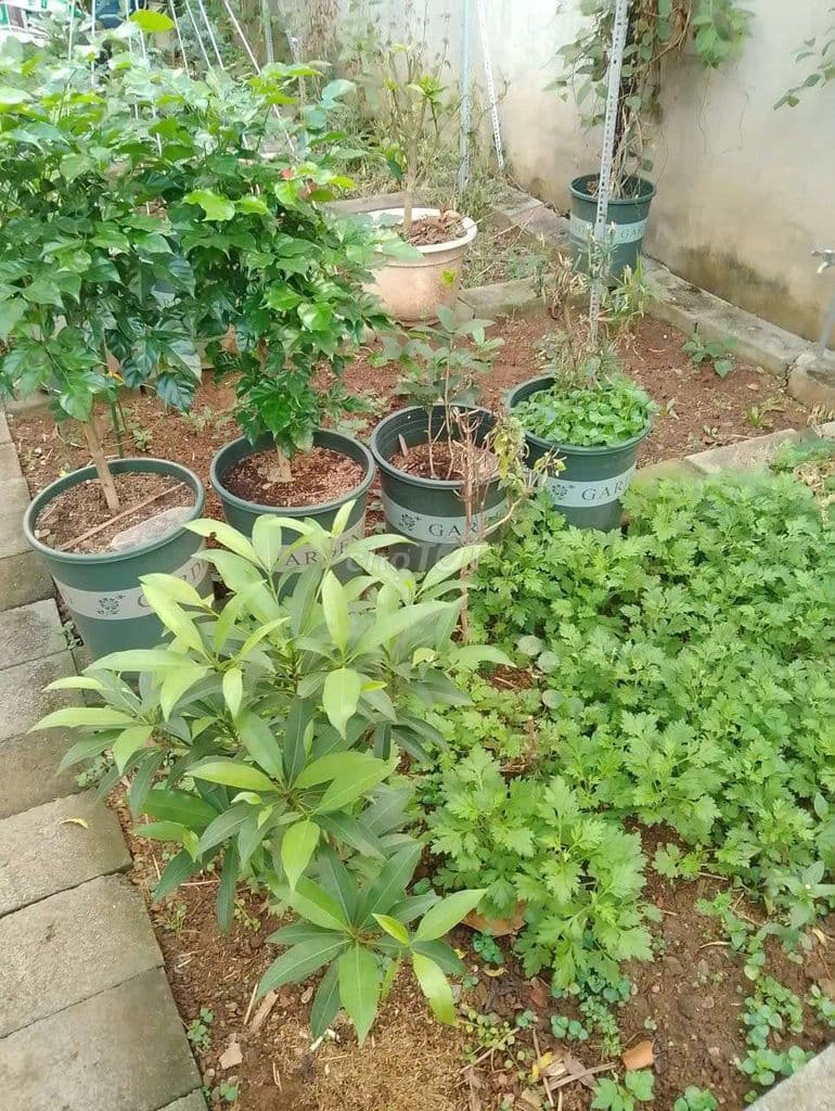 Bán đất 60 D3, Tăng Nhơn Phú, 105m2, chính chủ