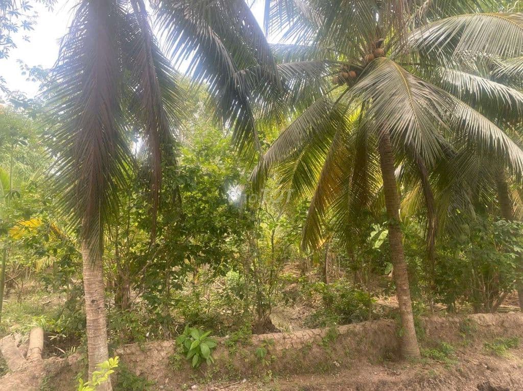 bán đất ấp thanh xuân 2 xã thanh tân bến tre - Ảnh 3