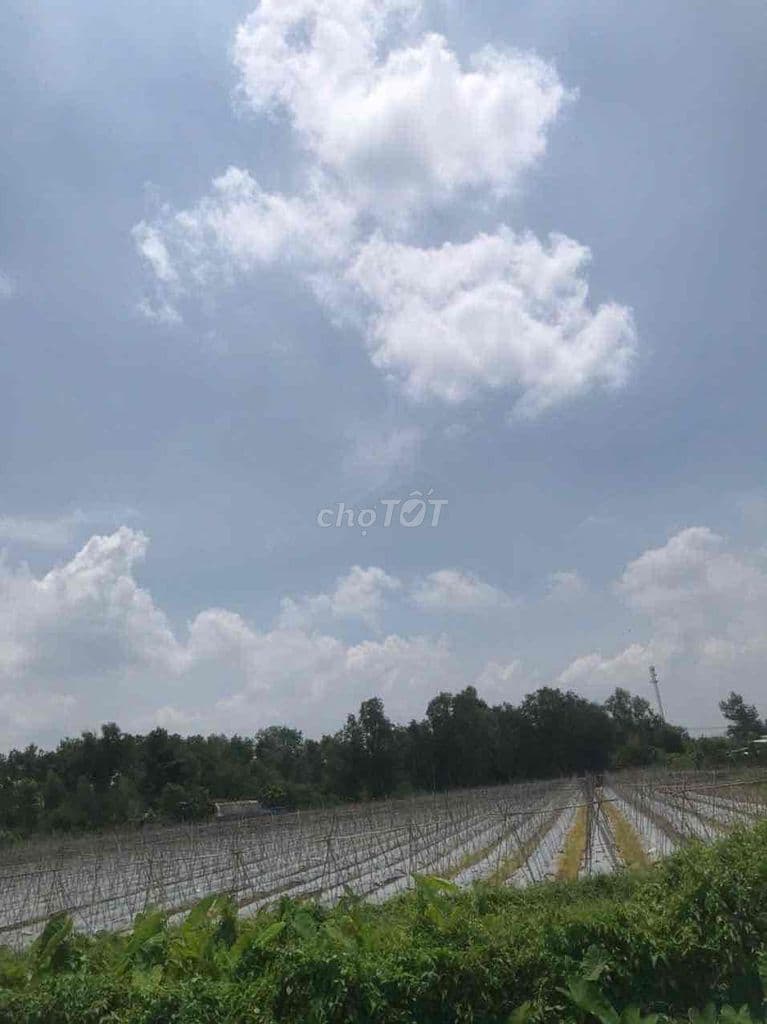 BÁN ĐẤT LỚN NHUẬN ĐỨC – CỦ CHI | 8.812m² | 300M2 THỔ CƯ | CHỈ 3TR3M/2