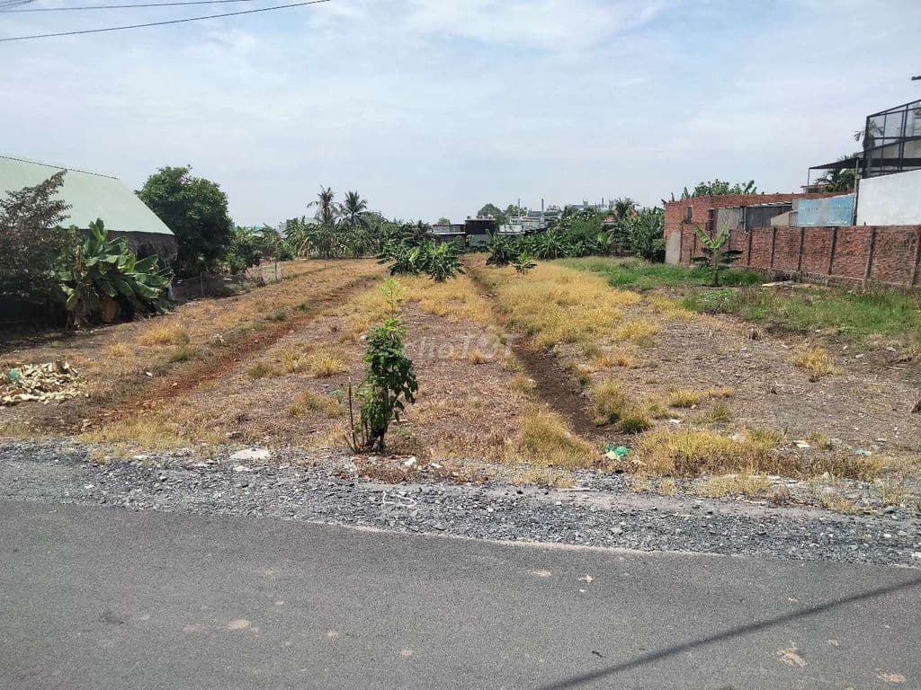 BÁN ĐẤT THỔ CƯ 1100M2 ĐƯỜNG NHỰA THÔNG XÃ BÌNH MỸ