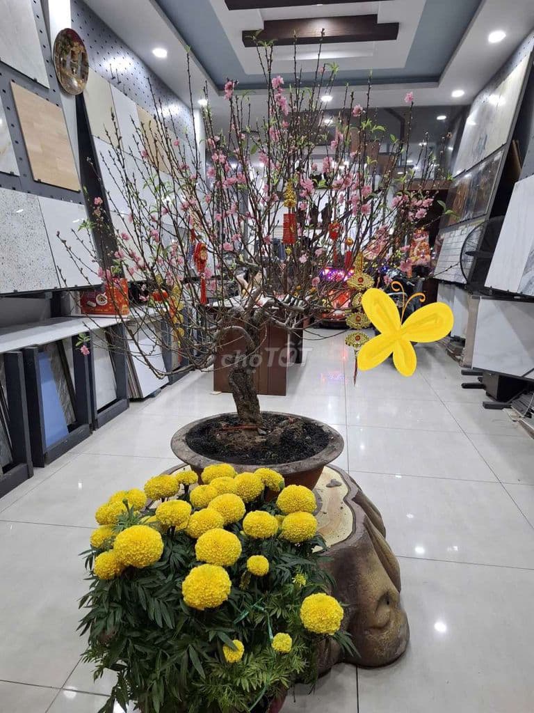 BÁN NHÀ 5 TẦNG MẶT TIỀN KINH DOANH NGAY AEON TÂN PHÚ DÒNG TIỀN CAO