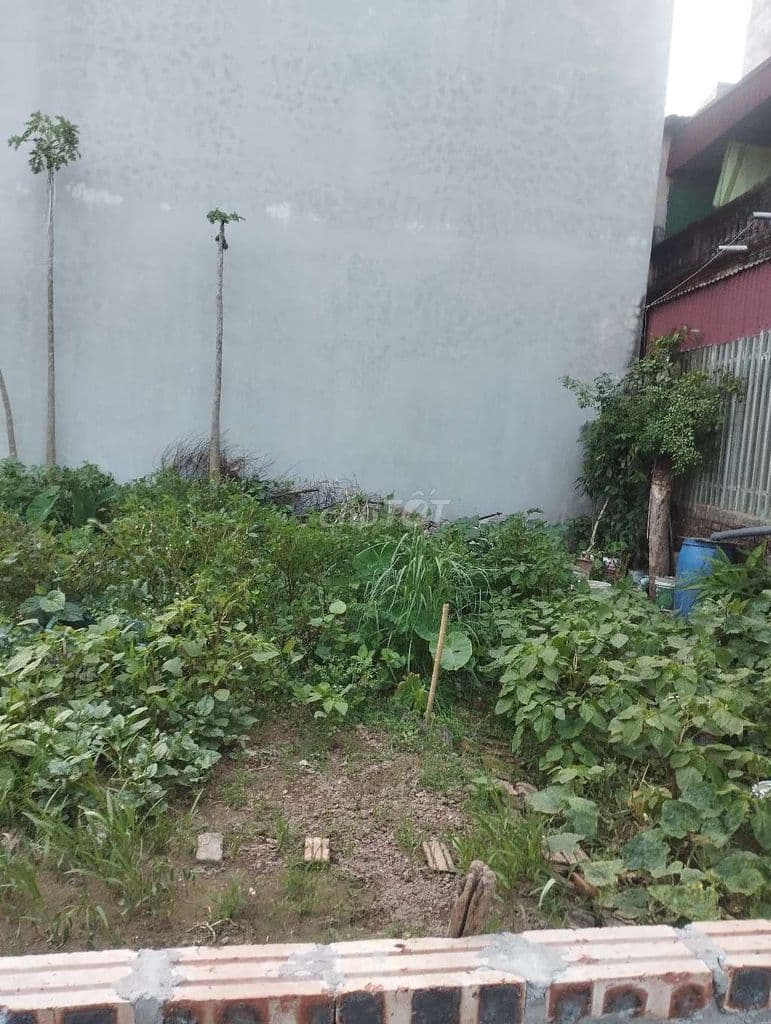 🏡🏡 BÁN ĐẤT PHÚC LỢI SIÊU ĐẸP 55M- MẶT TIỀN KHỦNG. GIÁ SIÊU HOT 💥 - Ảnh 3