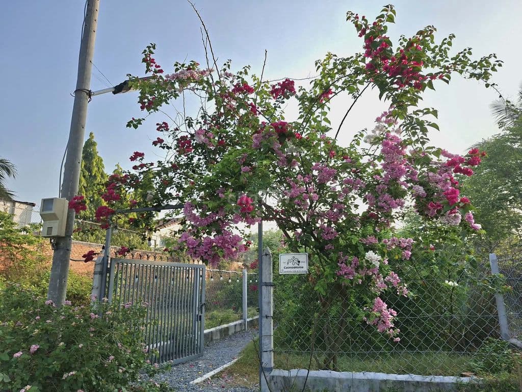 Đất thổ cư - Tặng nhà vườn rất chill