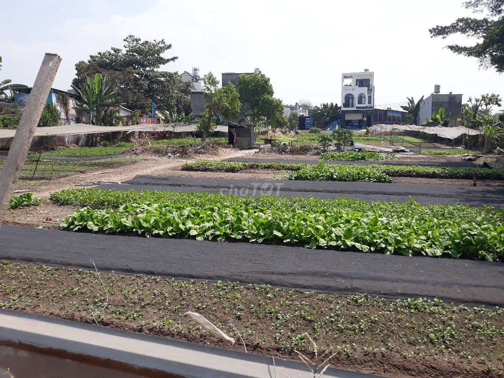 557 m2 - Mặt Tiền Đường Xe Công ( Container) - Gần Ngay Lê Văn Khương - Ảnh 3