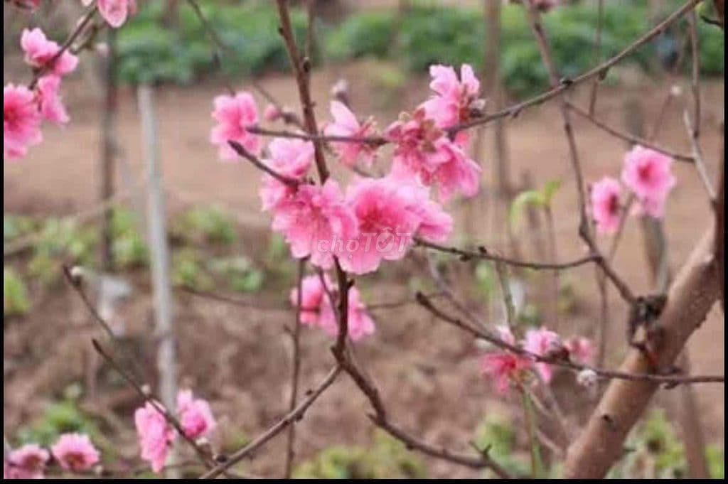 Bán vườn đào tặng căn nhà lắp ghép mới đẹp - Ảnh 3