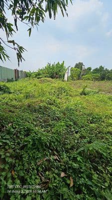 chình chủ bán đất vườn mặt tiền bùi văn sự , bình chánh - Ảnh 2