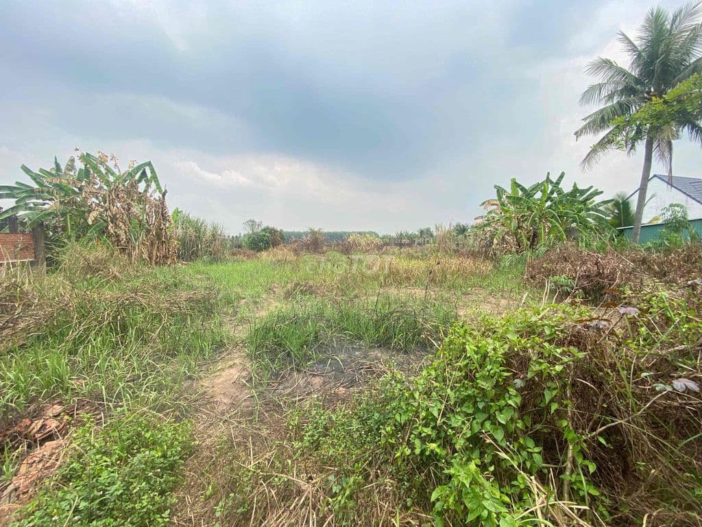 3000m có 300m thổ cư xã lê minh xuân Bình Chánh - Ảnh 2