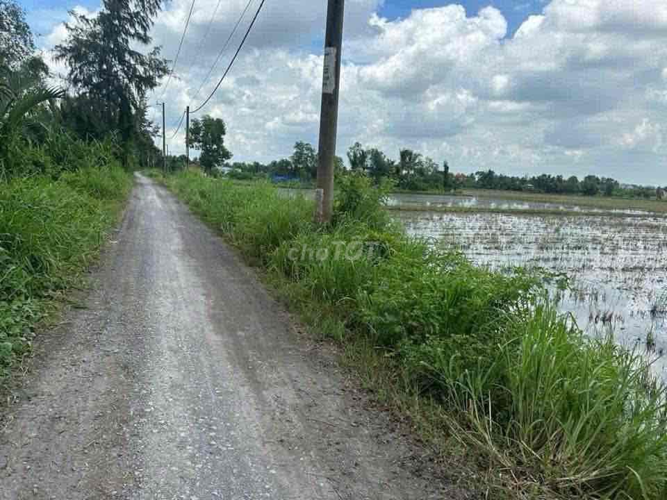 nhà vườn xã tân nhựt Bình Chánh hơn 1 mẫu - Ảnh 3