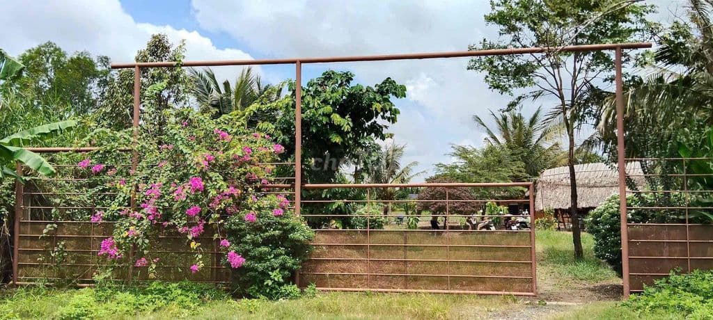 nhà vườn xã bình mỹ huyện củ chi dt: 1192,5m2 - Ảnh 3