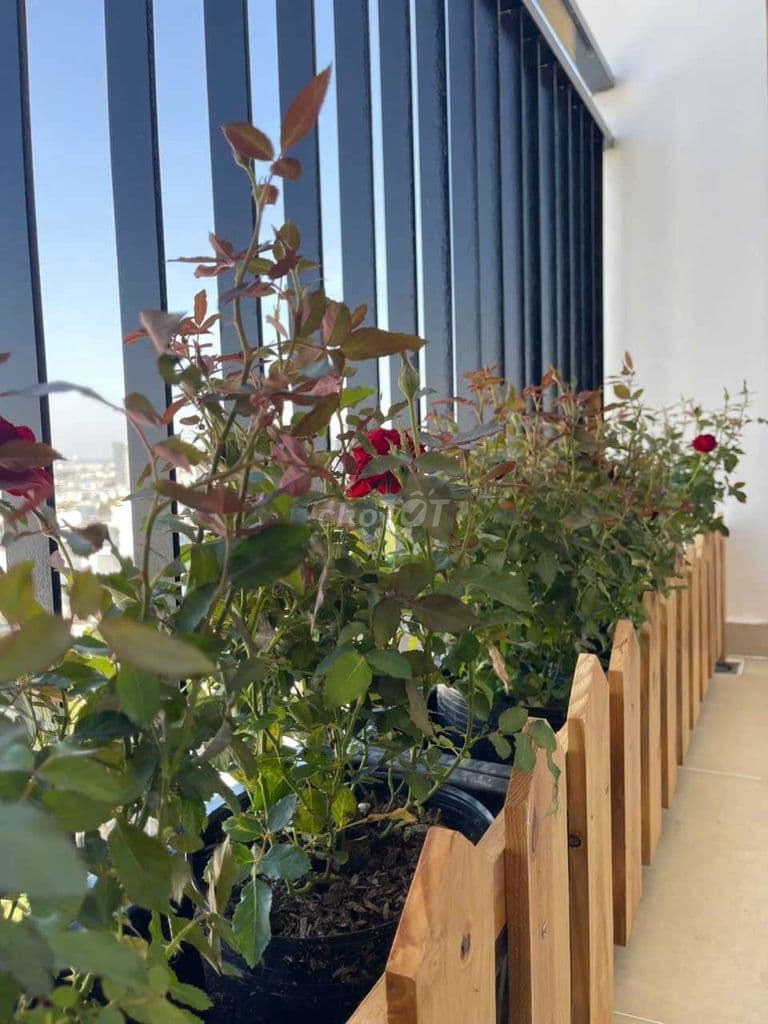 💚💛 BÁN CĂN GÓC 2 MẶT 2 BAN CÔNG CHUNG CƯ GIA PHÁT Ạ ^^ - Ảnh 3