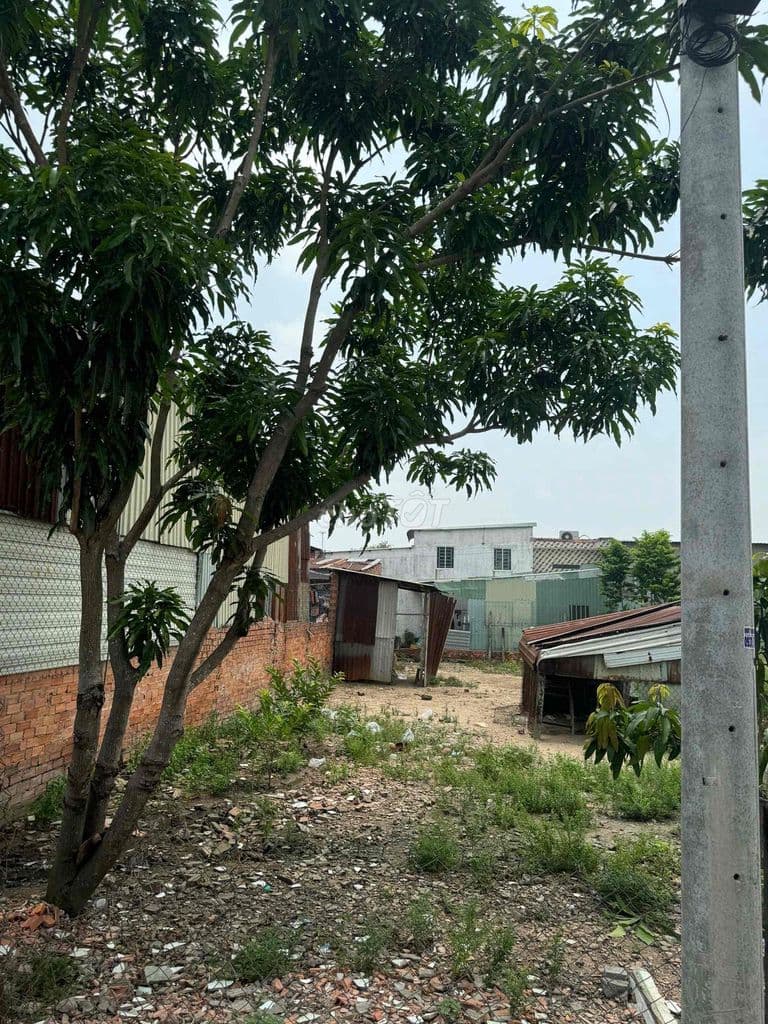 đất tróng đường song lu xã hoà phú huyện củ chi dt:,131,4m2 - Ảnh 2