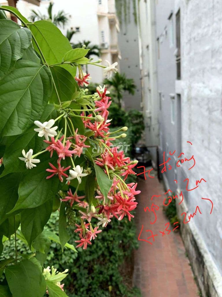 Ngay sau nhà văn hóa, chuẩn ngõ ô tô, cửa sổ sau - Ảnh 3