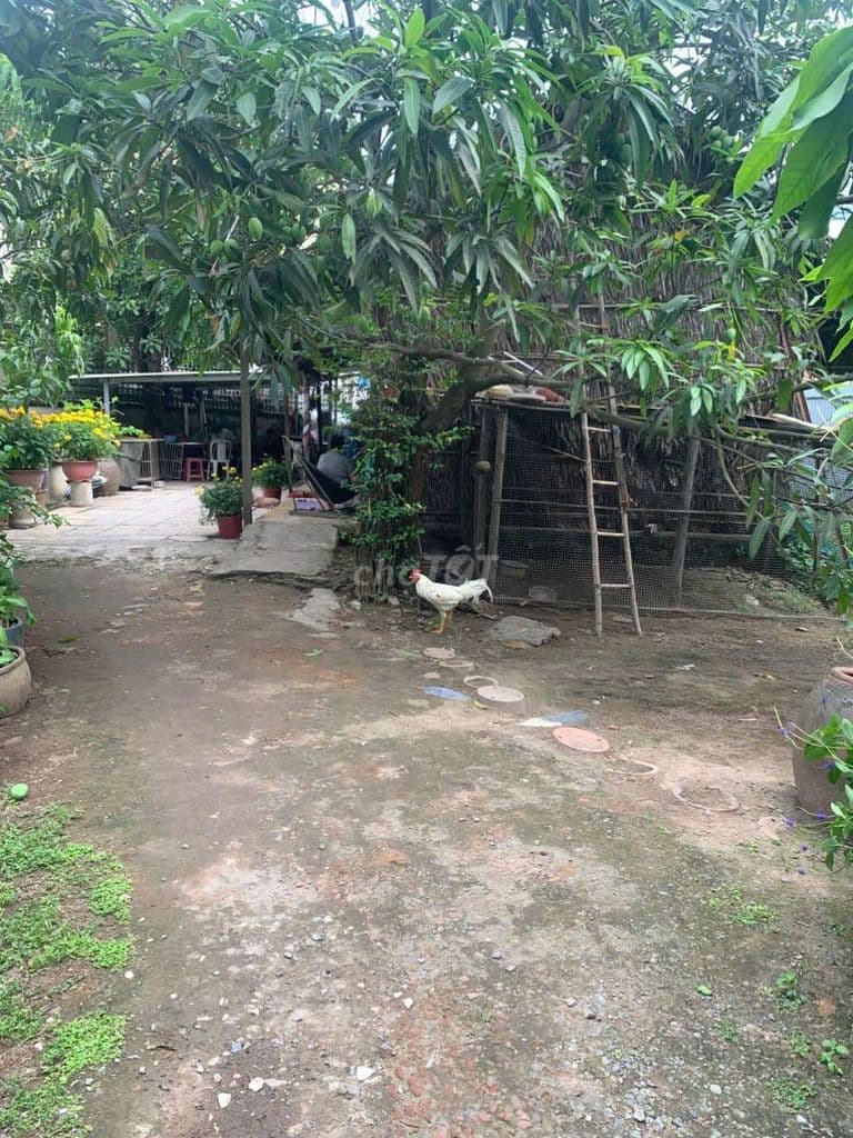 Bán đất đường số Nguyễn Duy Trinh - Tp.Thủ Đức. DT 645m2 - Ảnh 2