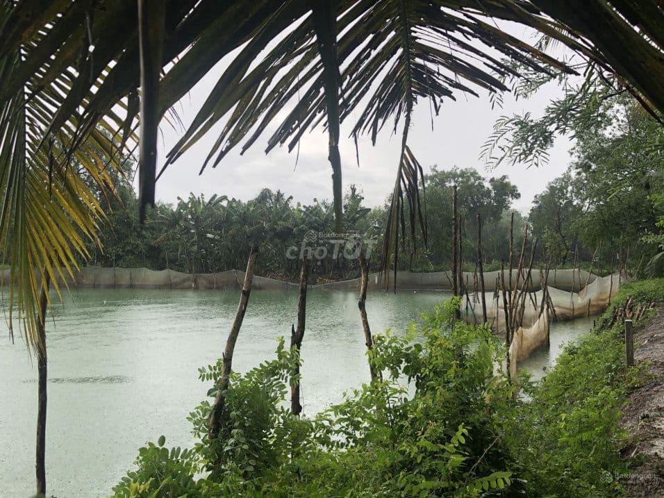 Bán đất vườn tờ bản đồ số 3, đường Thành Long, Xã Phong Phú - Ảnh 3