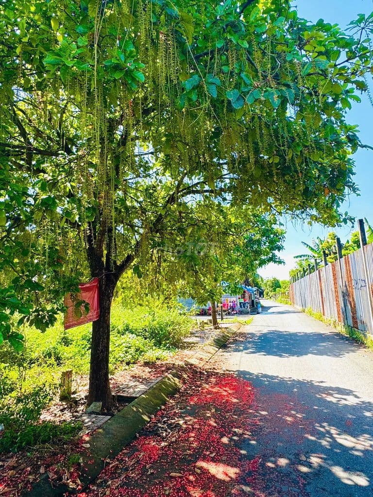 🏡 Giá ngộp 900Tr với 132m2 đất full thổ cư Tân Phú Trung, Củ Chi- SHR - Ảnh 3