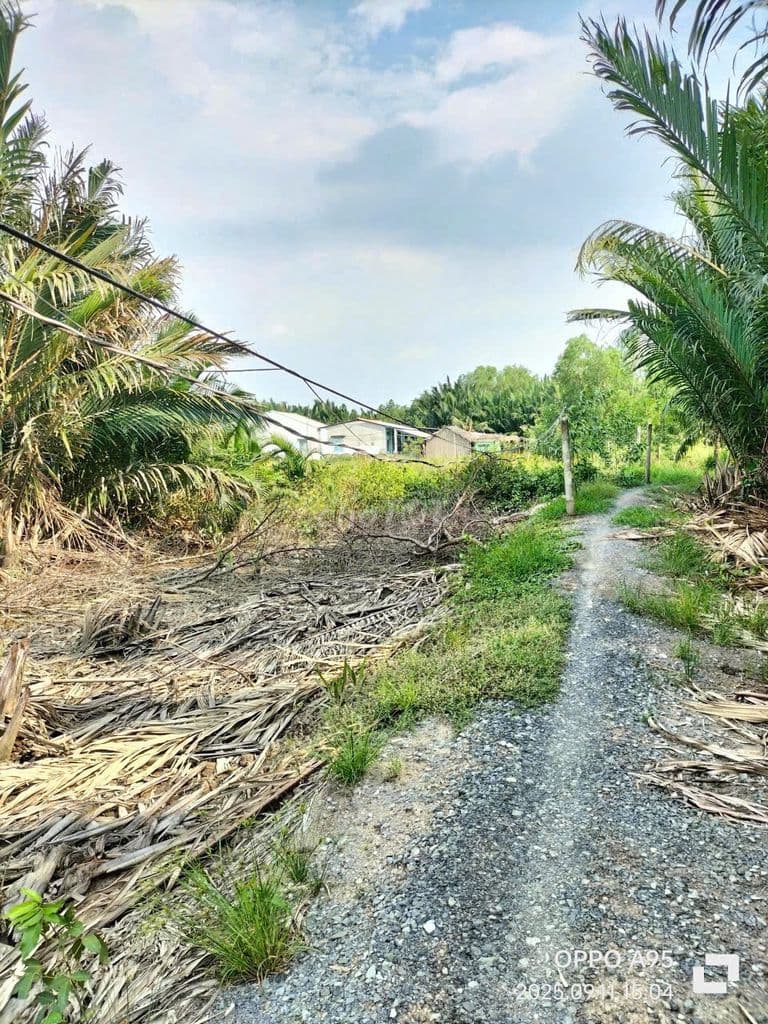 Đất nông nghiệp Hiệp Phước - Ảnh 2