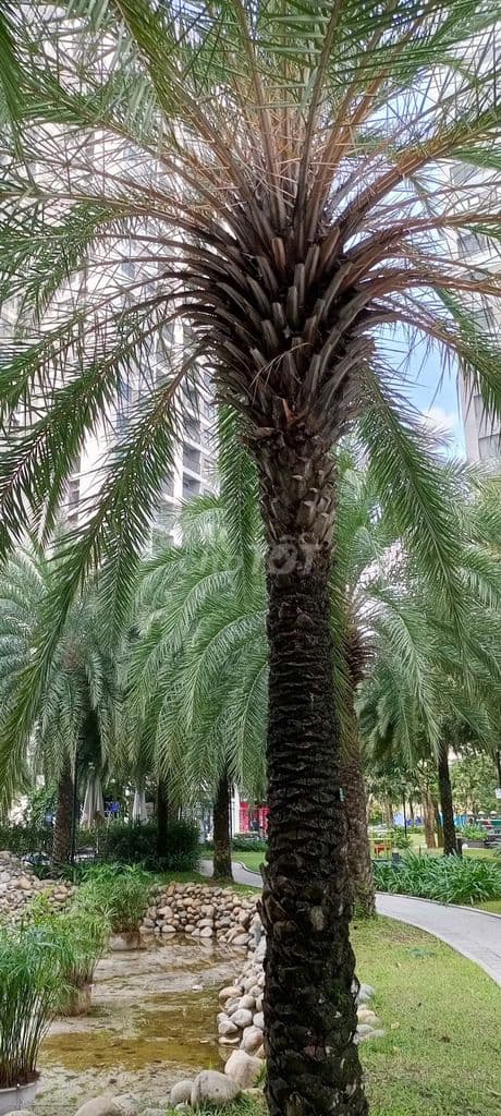 BÁN CĂN HỘ VINHOMES GRAND PARK 2PN VIEW TUYỆT ĐẸP - Ảnh 2