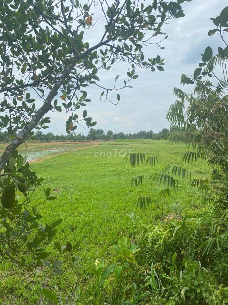 BÁN ĐẤT HÓC MÔN- XÃ TÂN HIỆP CŨ (HÓC MÔN MỚI) - Ảnh 3