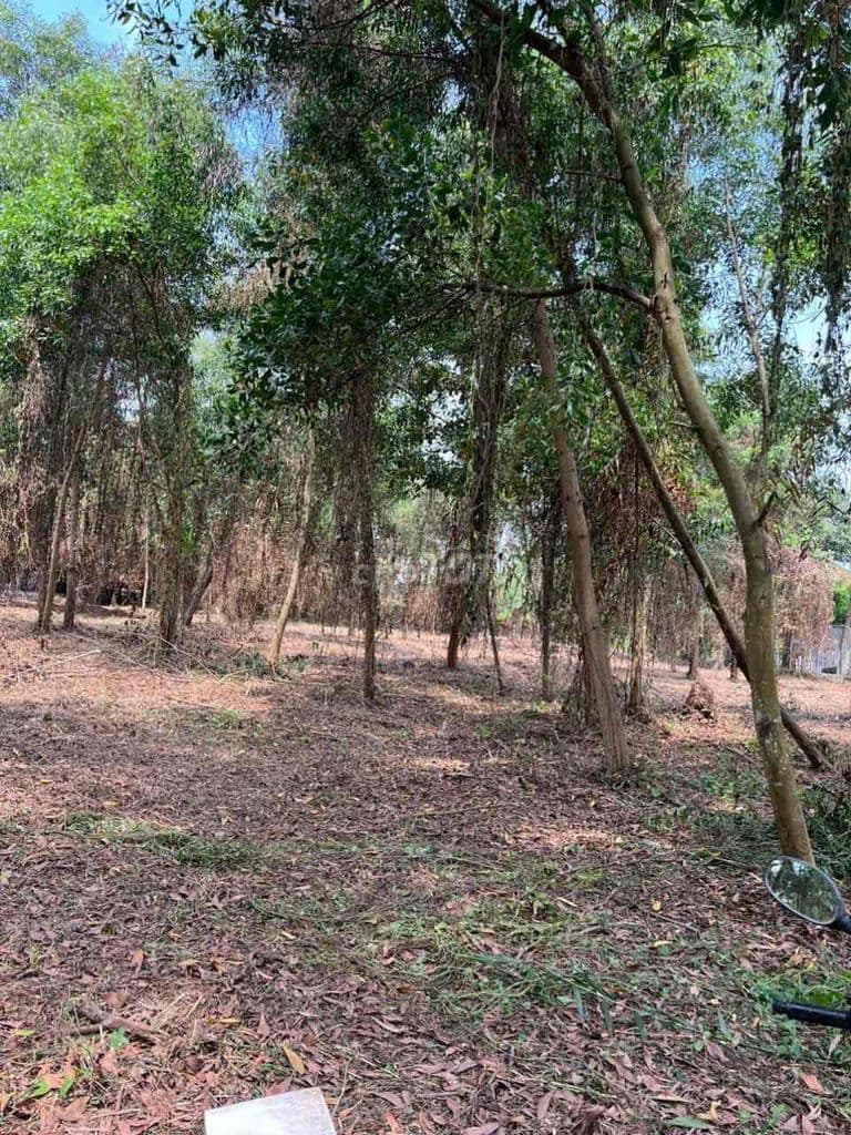 🔥 ĐẤT ĐẦU TƯ LONG PHƯỚC – SHR ĐẤT VƯỜN GẦN SÔNG,