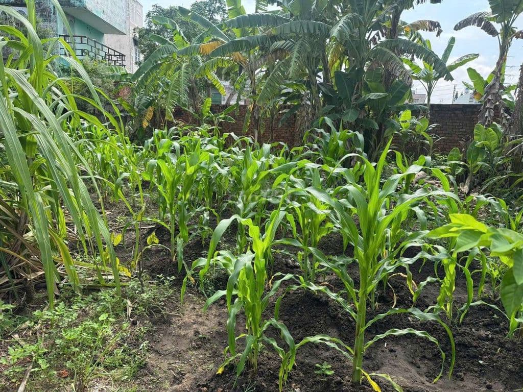 Bán Đất Đ.14 gần Đỗ Xuân Hợp, Phước Bình, Thủ Đức - Ảnh 3