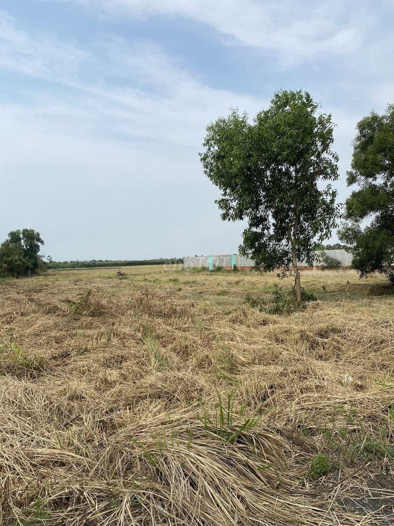 Bán đất vườn 3000m² đường Kênh 10 gần VĐ3. Giá 9,5 tỷ - Ảnh 2