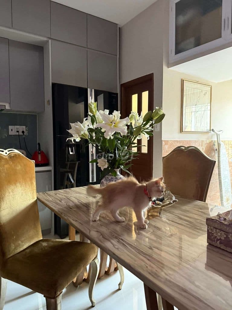 Bán Chung Cư Bùi Minh Trực P6Q8 - Ảnh 3