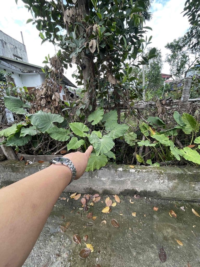 CHÍNH CHỦ CẦN BÁN ĐẤT 80.6m2 thôn lưu khê xã liên bạt ứng hoà - Ảnh 2