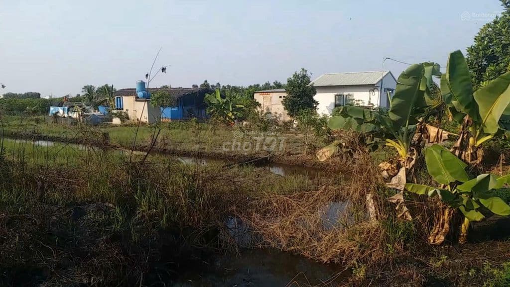 Bán đất đường Kênh 5 - Vườn Thơm, X. Bình Lợi - Ảnh 3