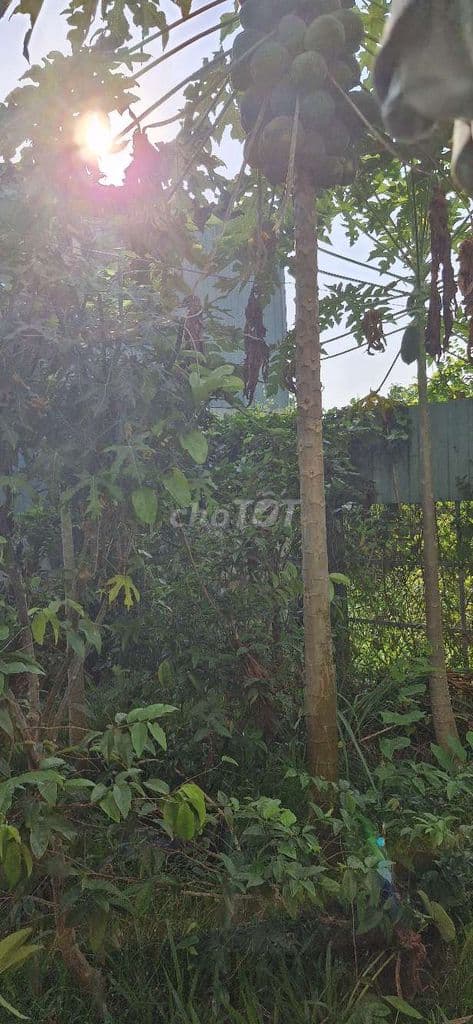 Nhà vườn 2 MT,Chợ Bà Chồi cần bán. - Ảnh 2