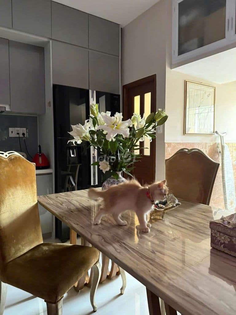 🏡 Bán Chung Cư đẹp như hình Bùi Minh Trực P5Q8 - Ảnh 3