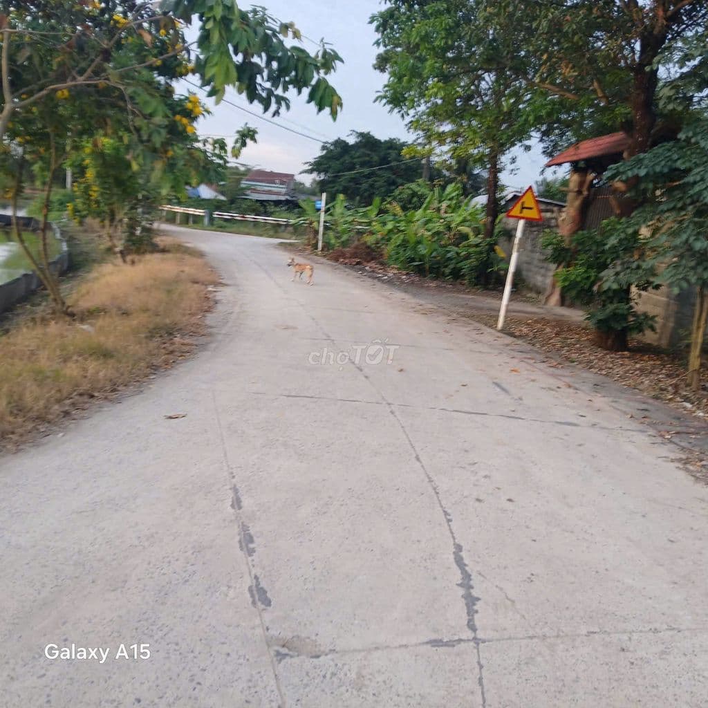 BÁN ĐẤT TCLN HẺM 5M(XT) NGUYỄN THỊ LẮNG, P.TP TRUNG, H.CC 38 TỶ