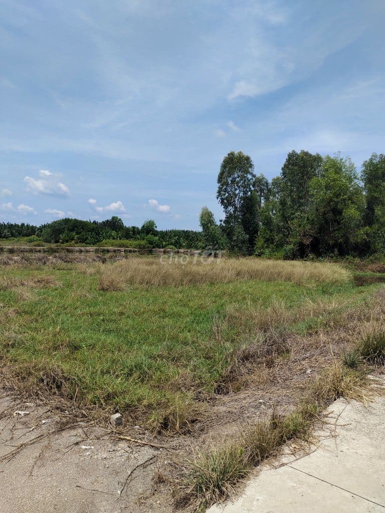 Bán gấp 1100m2 MT Cá Súc, Bình Khánh, Cần Giờ chỉ 4.2tỷ - Ảnh 2