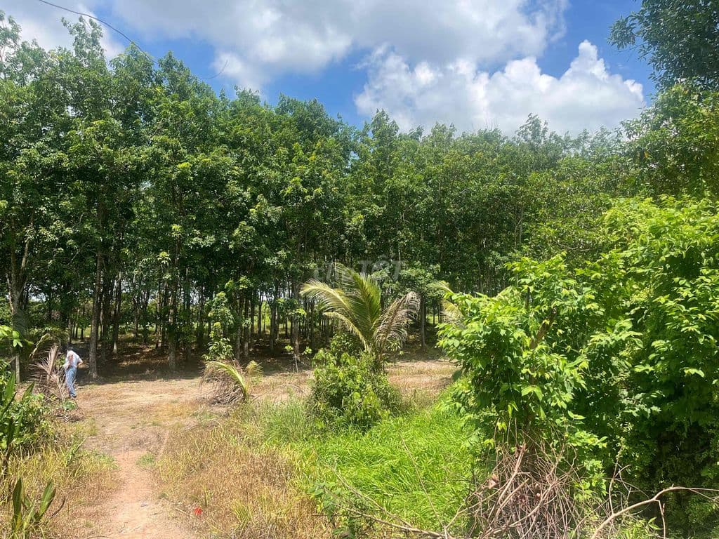2.500m2 đất MT sông SG chỉ 1,7tr/m - Ảnh 2