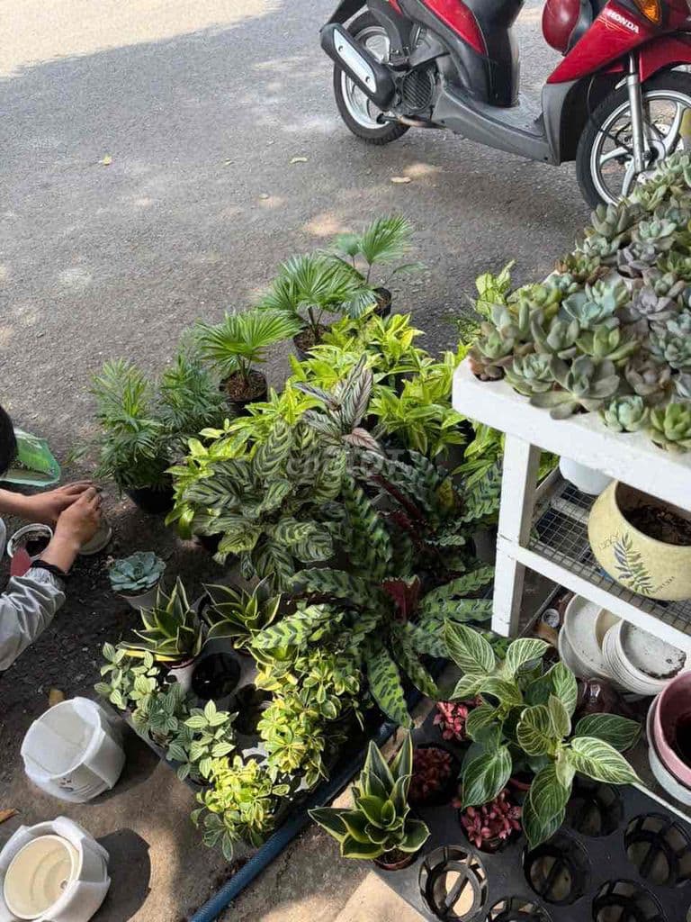 Shophouse khu chợ hoa Đầm Sen