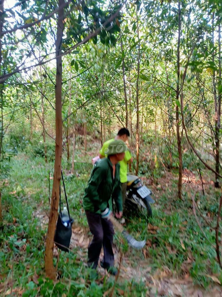 giá đình muốn bán đất rừng full sổ