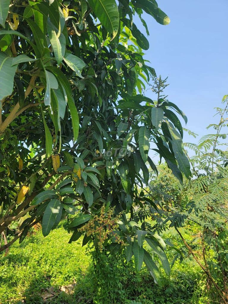 Bán 500m2 đất Xã Tân Thạnh Đông, Củ Chi, giáp Hóc Môn, VĐ 3, Cao tốc